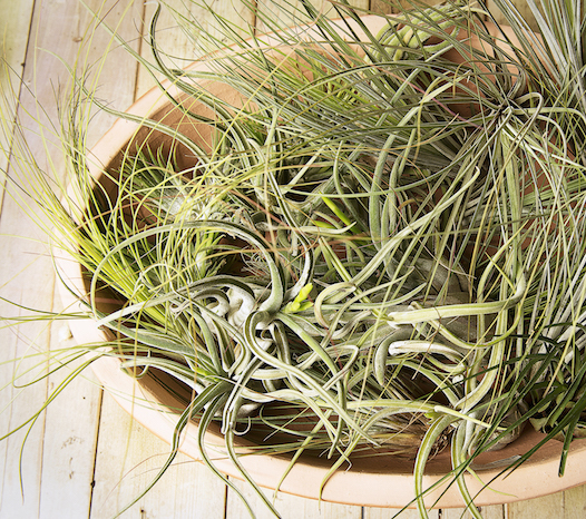 Airplants in bowl